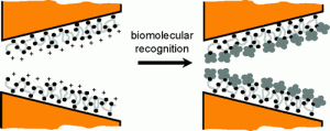 2008-1 Biosensing and Supramolecular Bioconjugation in Single Conical Polymer