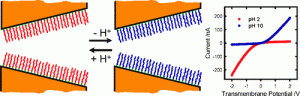 2009-11 Single Conical Nanochannels Displaying pH-Tunable